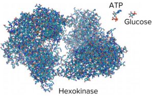 Glycolysis.-Hexokinase