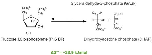 Phosphofructokinase