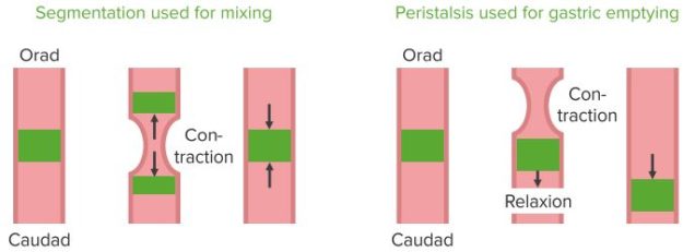 unctions-of-the-various-stomach-areas