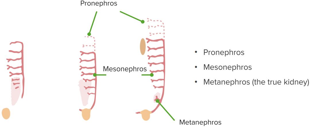 There-are-3-stages-of-kidney-development