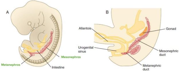 Metanephros