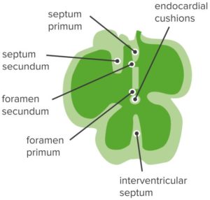 Terminology-Heart