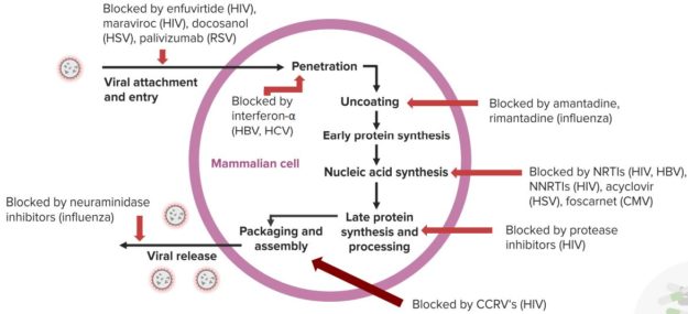 An-Overview-of-Antiviral-Activity