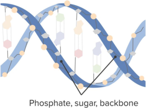 Phosphate-Sugar-Backbones