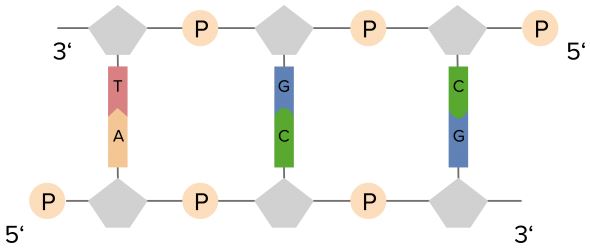 DNA-Replication