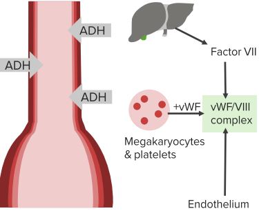 Actions-of-ADH