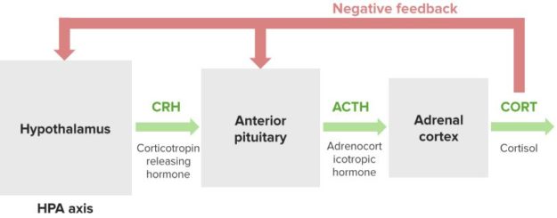 The-HPA-Axis