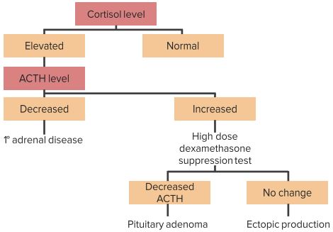 Cushing's Syndrome And Hypercortisolism — Symptoms And Treatment