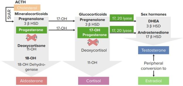 21-OH-Deficiency
