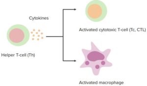 Cell-mediated-immunity