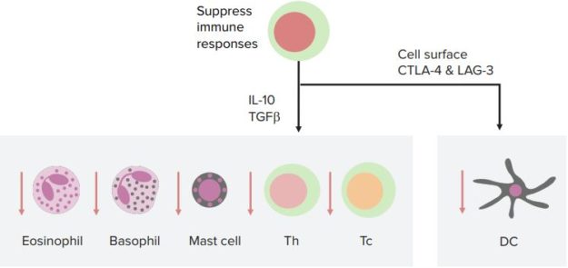 Regulatory-T-Cells