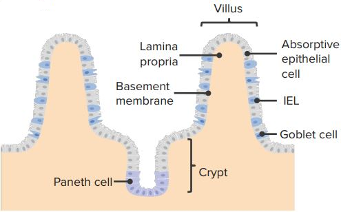 Intraepithelial-lymphocytes