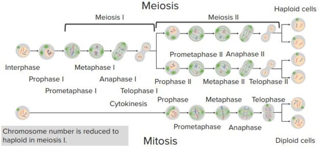 Comparing-Mitosis-Meisosis