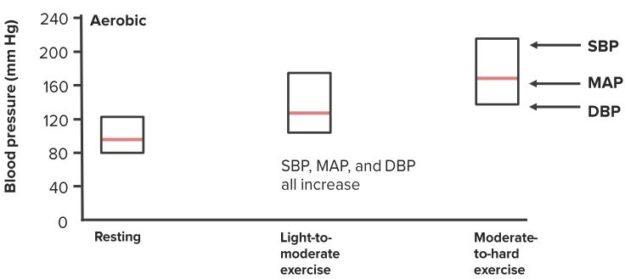 ABP-Response-to-Restistance-Exercise