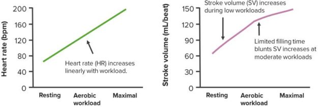 CO-Changes-in-Endurance-Exercise