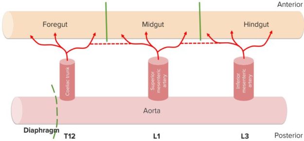 Blood-supply-to-GI-tract.-Schematic