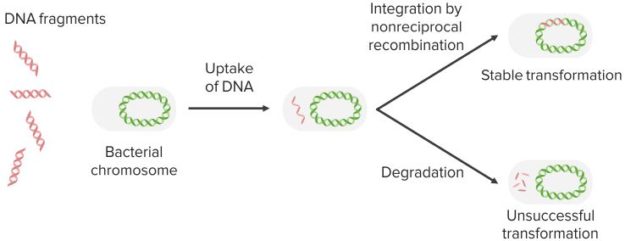 Biotechnology: Recombinant DNA and Gene Amplification