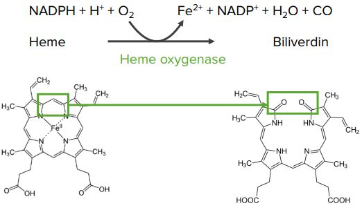 Heme-oxygenase
