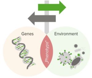 Interaction-between-Heredity-and-Environmental-Influences