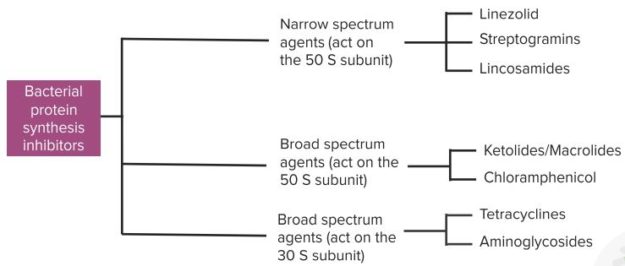 Pharmacology-Antibacterial-Agents