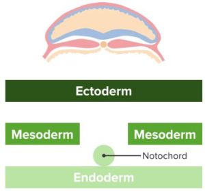 Derivatives-of-the-germ-layers