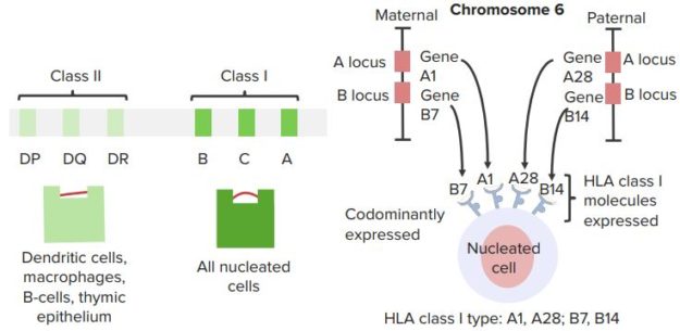 The-Major-Histocompatibility-Complex