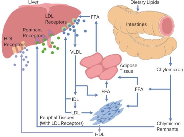 Mevalonate Pathway and Receptor-mediated Endocytosis | Lecturio