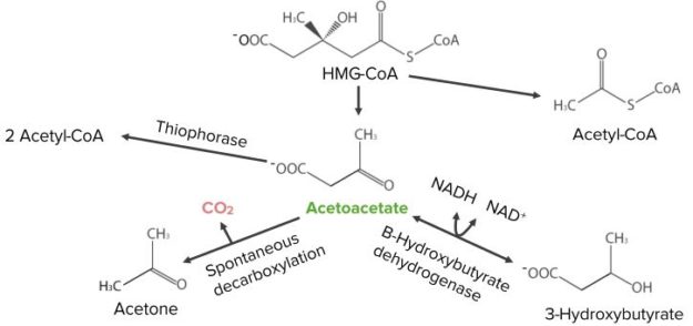 Ketone-Body-Synthesis