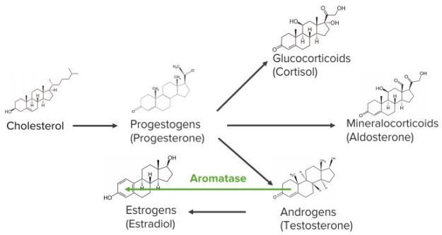 Mevalonate Pathway And Receptor Mediated Endocytosis Lecturio 3817