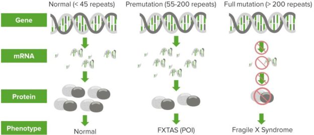 Mechanisms-of-POI-FMR1