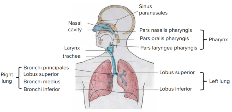 Lung – Anatomy of the Respiratory Organ | Online Medical Library