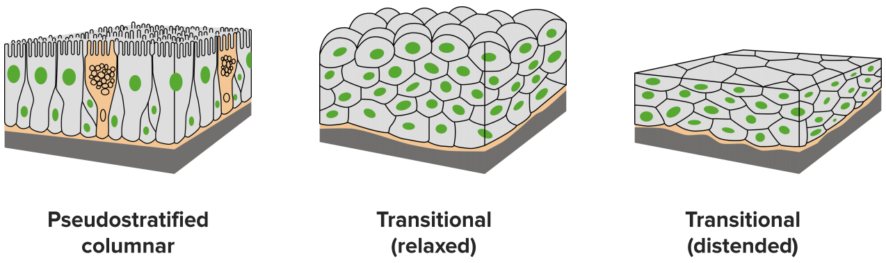 epithelium-functions-and-types-of-epithelial-tissue-lecturio