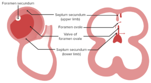 Development of the heart | Lecturio Online Medical Library