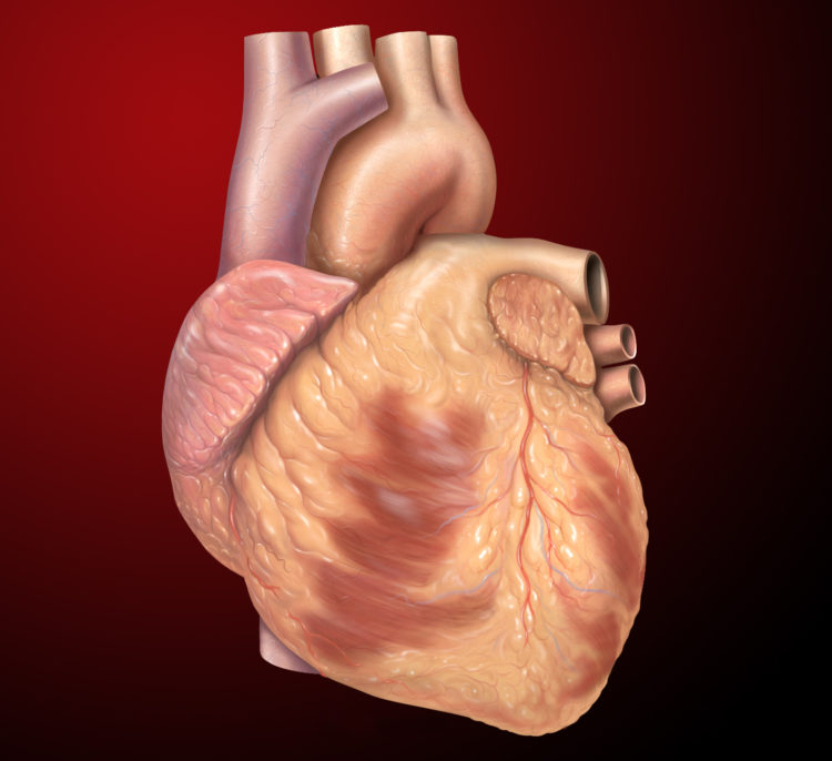 Development Of The Heart | Lecturio Online Medical Library