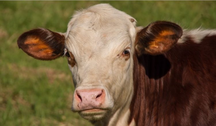 Cow s Milk Protein Allergy In Children Types And Treatment