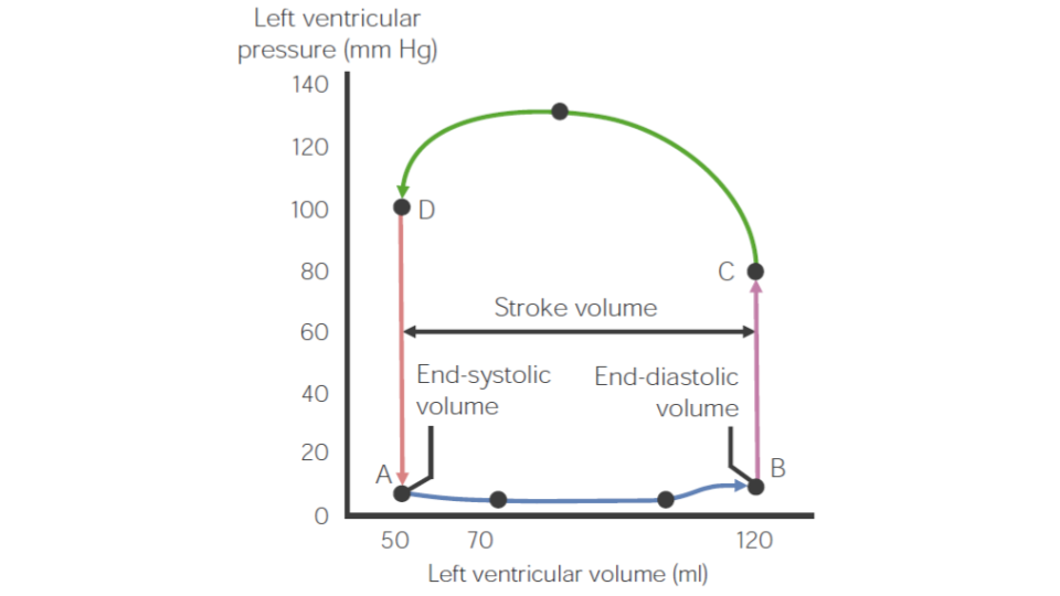 Frank-Starling Mechanism | The Lecturio Online Medical Library