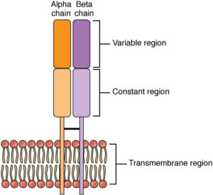 t receptor celular