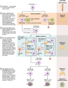 Differentiation of T Cells Within the Thymus