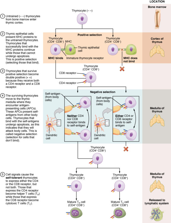 Differentiation of T Cells Within the Thymus