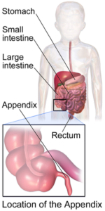 location of the appendix