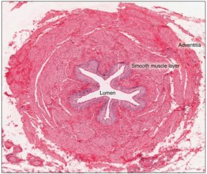 ureter