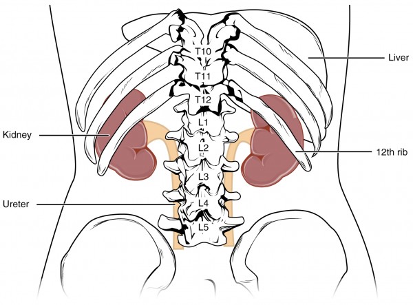 Kidney Position in Abdomen