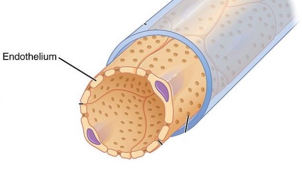 Endothelium