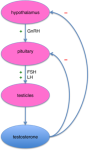 hypothalamus pituitary testicles axis