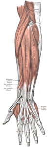 diagram showing the superficial muscles of the posterior compartment of the forearm