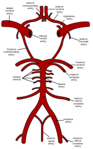 Circle of Willis