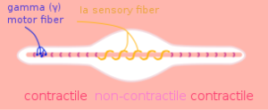 intrafusal muscle fiber