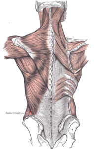 lumbar triangle
