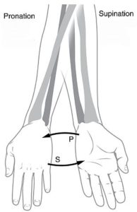 diagram showing pronation and supination of the forearm and hand