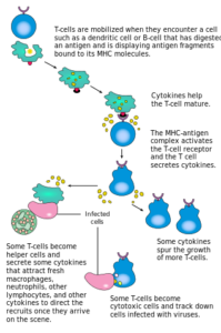 t cell activation